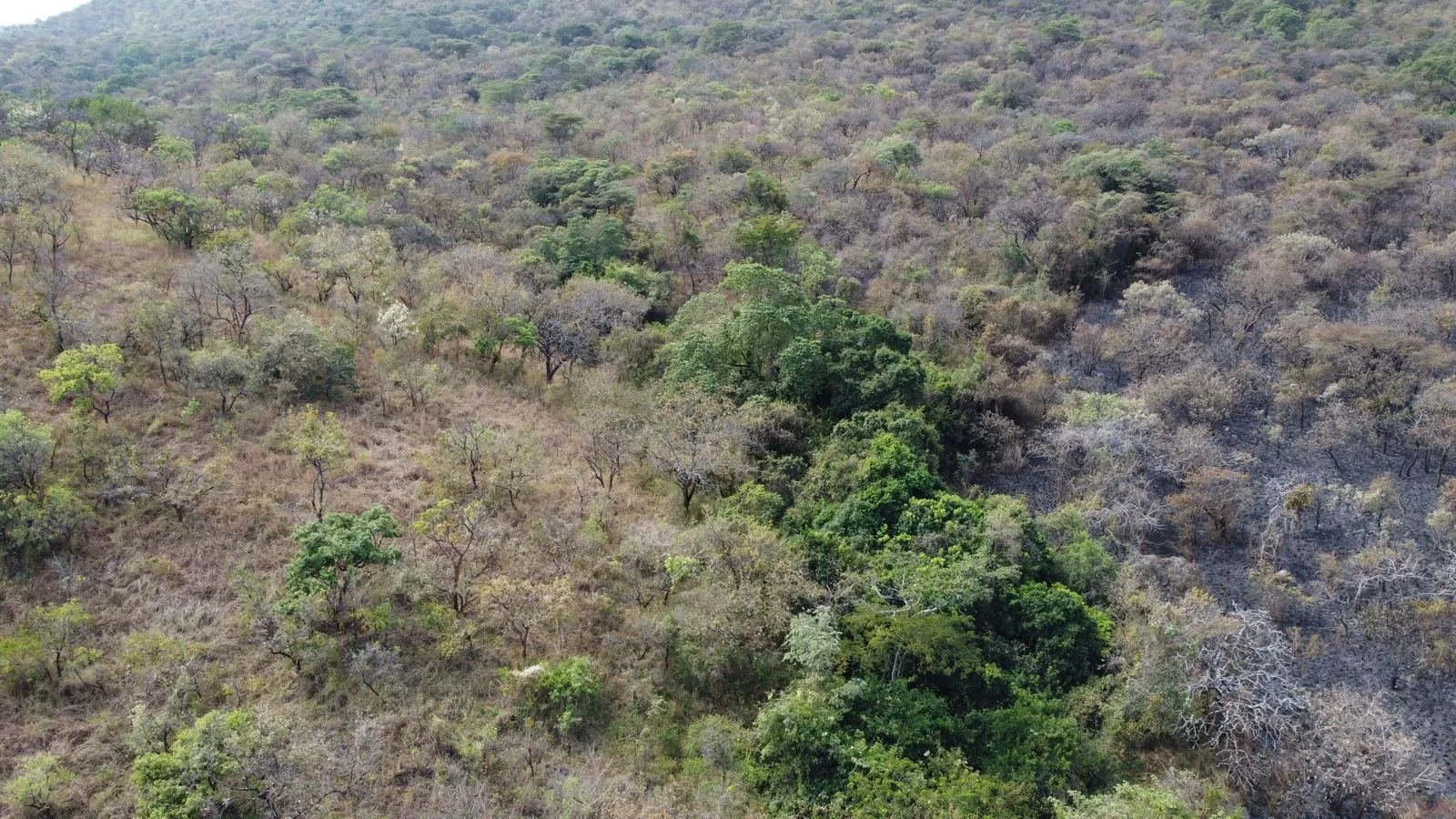 Dry-season woodland canopy, near Orom, northern Uganda