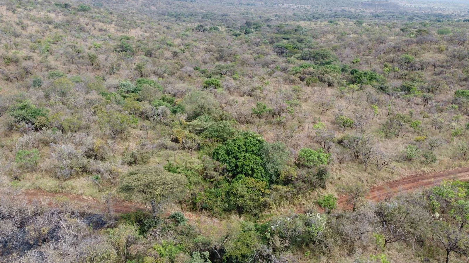 Access track through bushland, near Orom, northern Uganda
