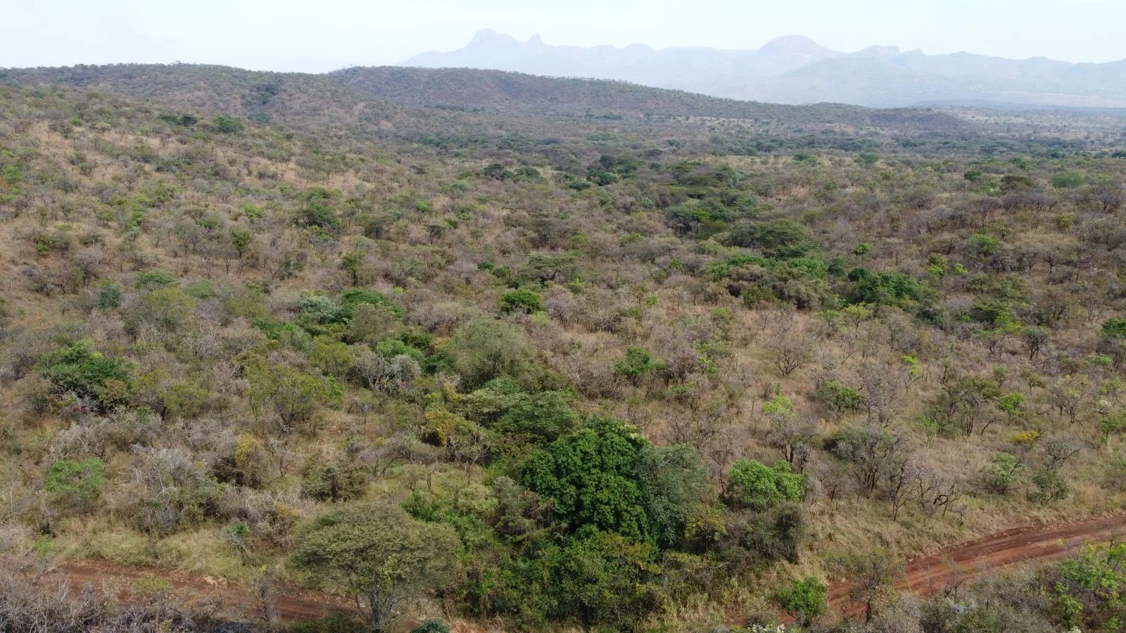 Bushland toward the escarpment, near Orom, northern Uganda
