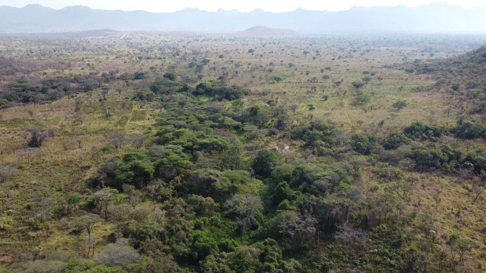 Woodland and open savanna, near Orom, northern Uganda
