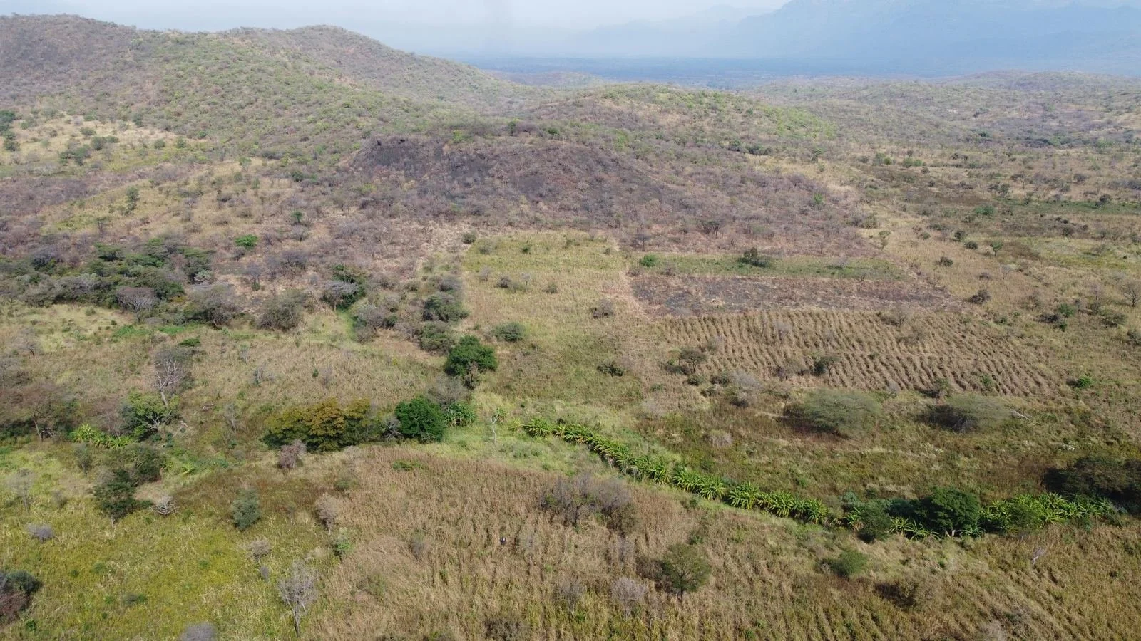 Riparian corridor below the ridge, near Orom, northern Uganda