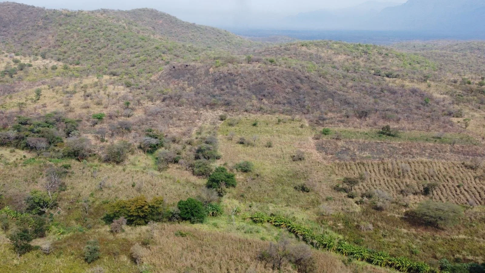Seasonal stream and cultivation, near Orom, northern Uganda